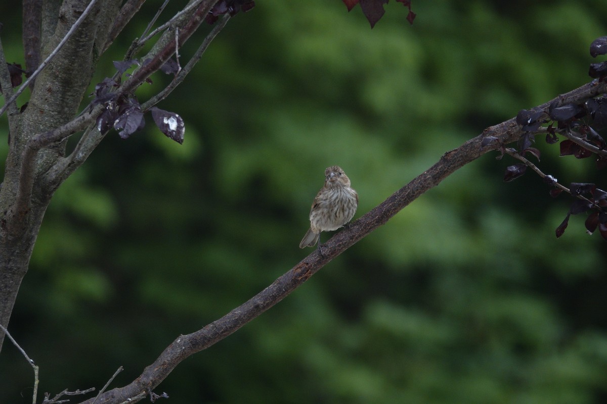 House Finch - ML638305580