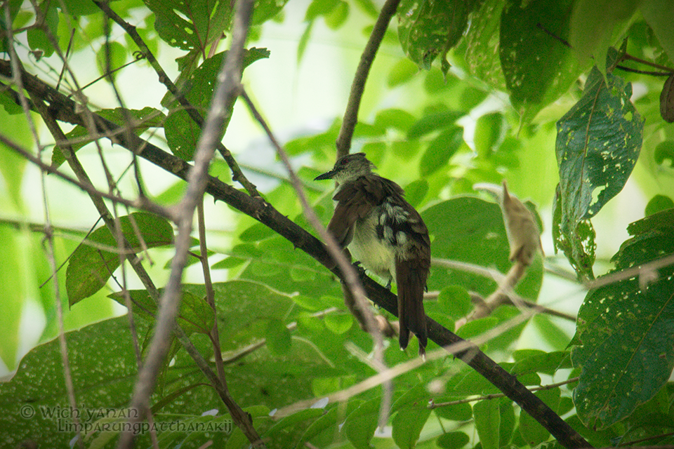 Puff-backed Bulbul - ML63830561