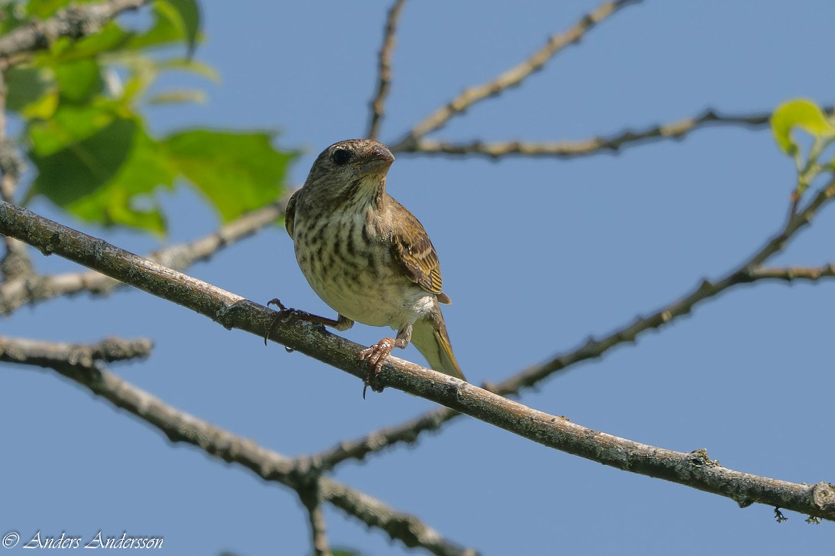 普通朱雀 - ML638305630