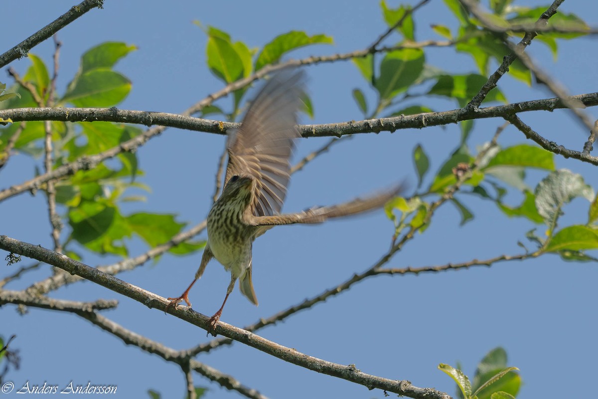 普通朱雀 - ML638305631