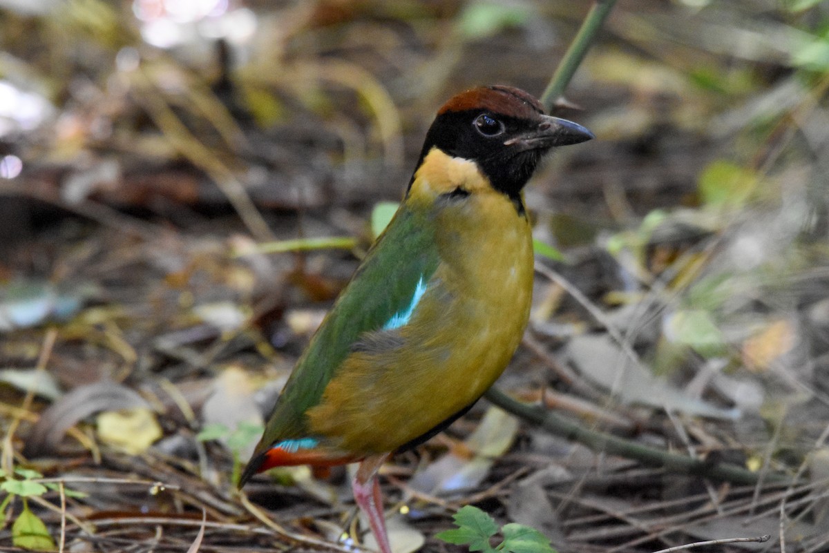 Noisy Pitta - ML638305641