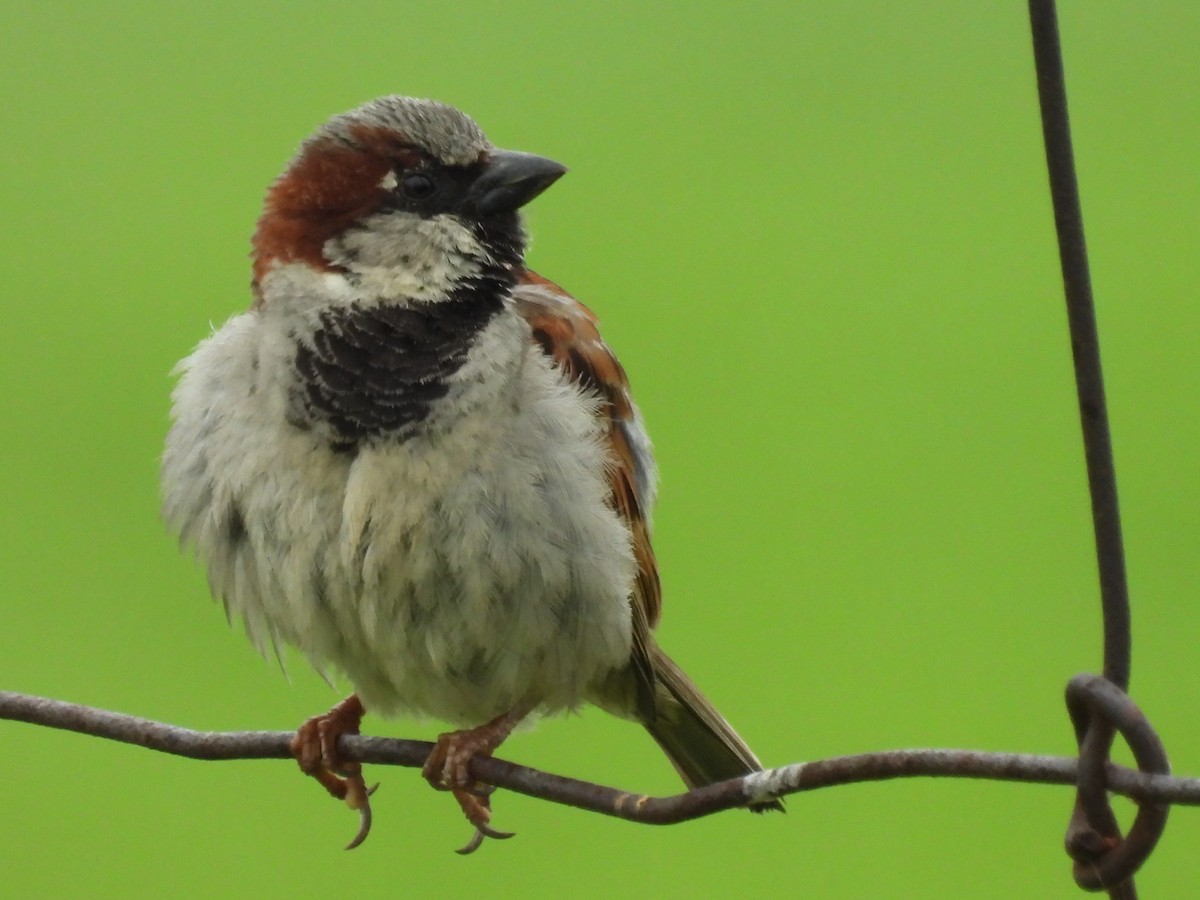 House Sparrow - ML638305671