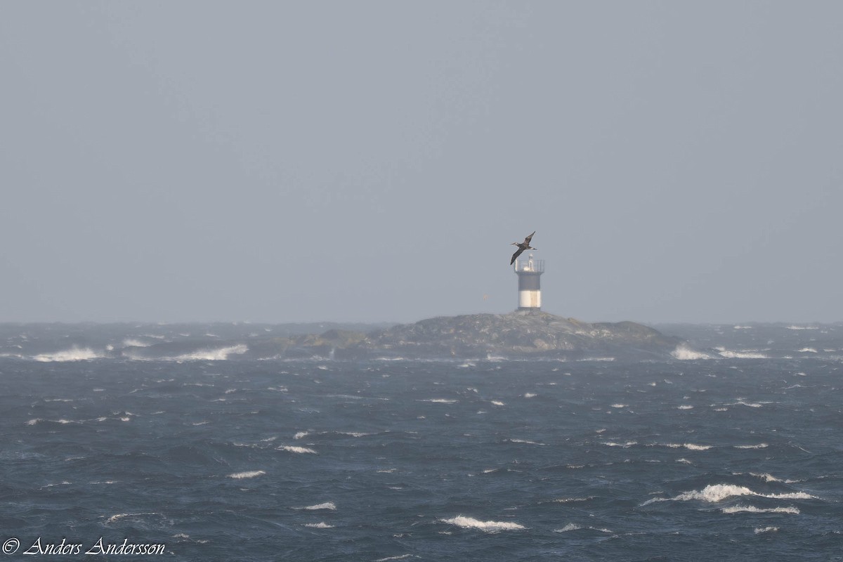 Alcatraz Atlántico - ML638305680