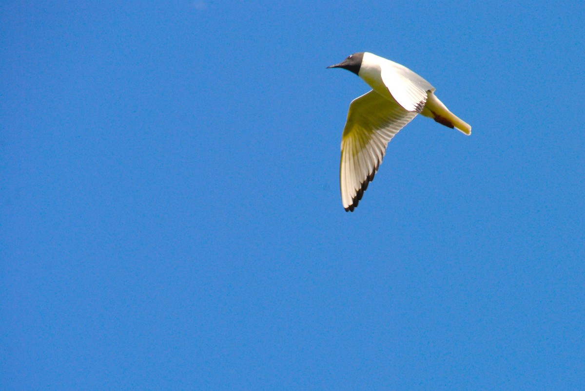 Gaviota Pipizcan - ML638305689