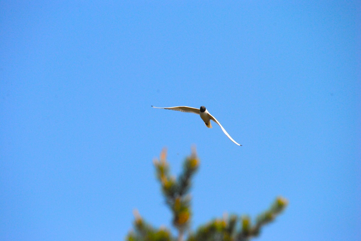 Gaviota Pipizcan - ML638305690