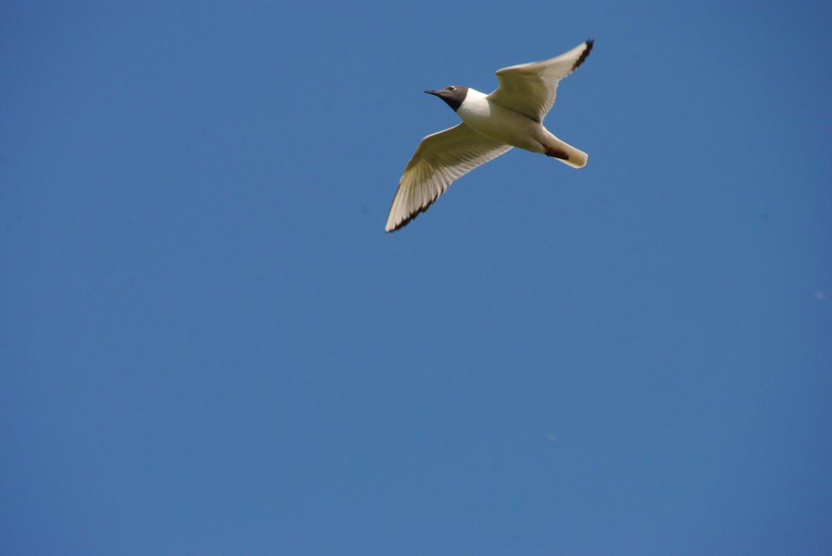 Gaviota Pipizcan - ML638305691