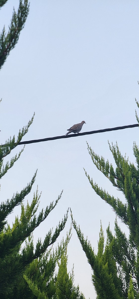 Eurasian Collared-Dove - ML638305704