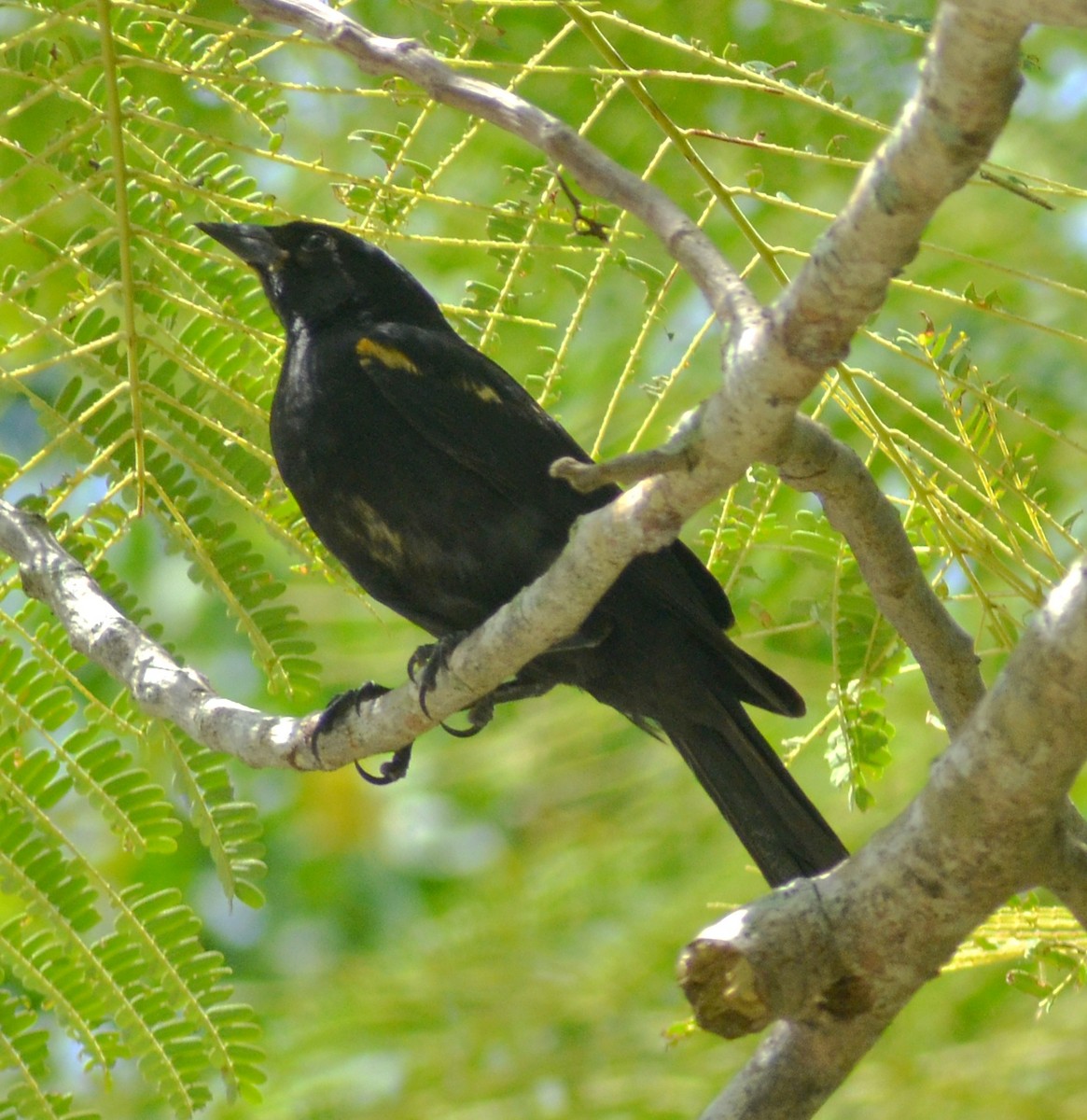 Tawny-shouldered Blackbird - ML638305712