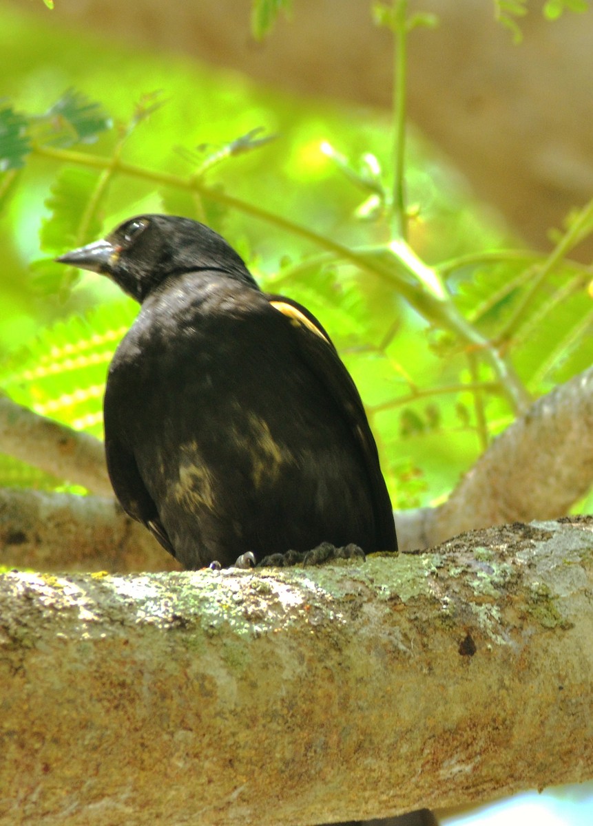 Tawny-shouldered Blackbird - ML638305721
