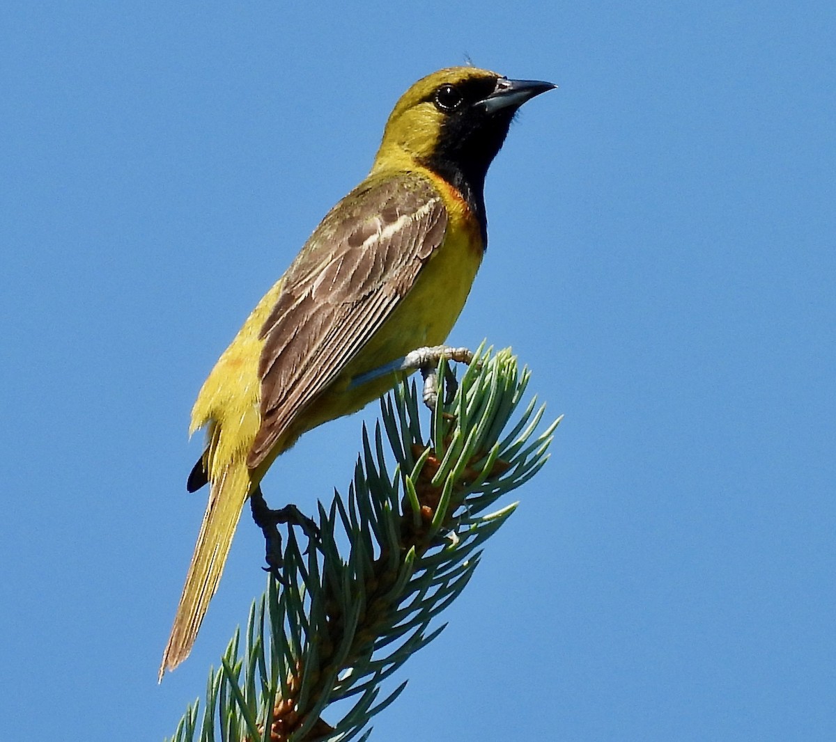 Orchard Oriole - ML638305722