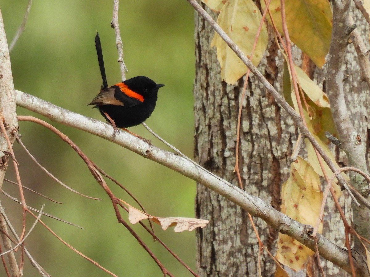 Red-backed Fairywren - ML638305733
