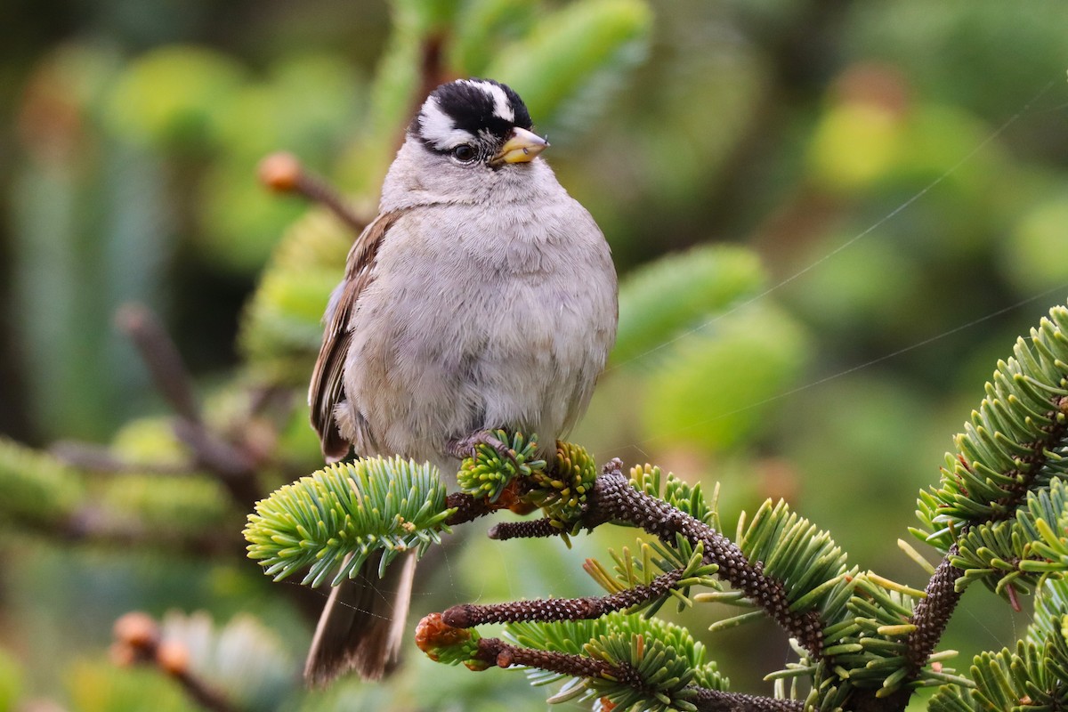 White-crowned Sparrow - ML638305734