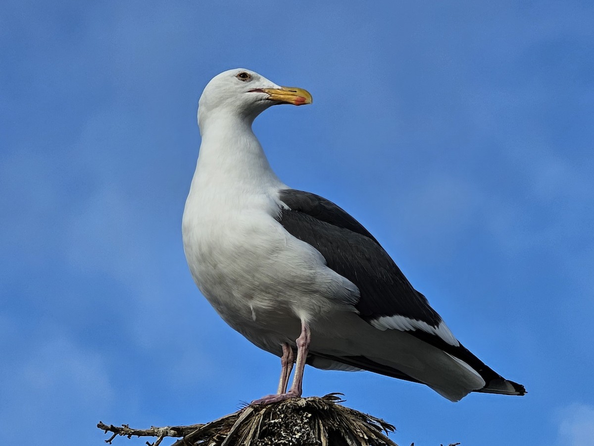 Western Gull - ML638305735