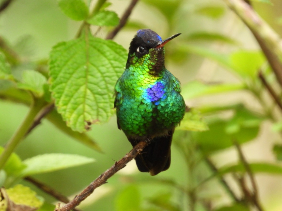 Fiery-throated Hummingbird - ML638305736
