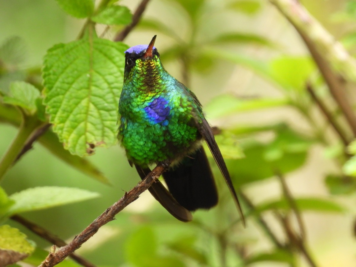 Fiery-throated Hummingbird - ML638305737