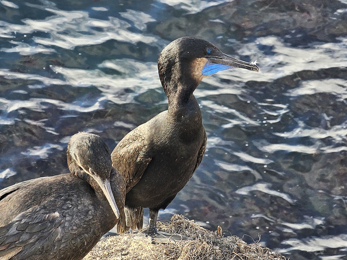 Brandt's Cormorant - ML638305739