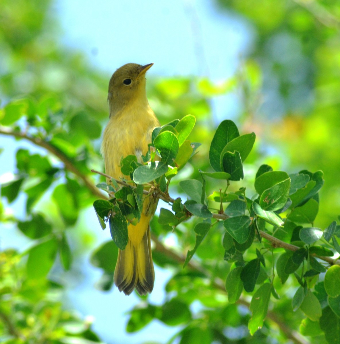 Yellow Warbler - ML638305747