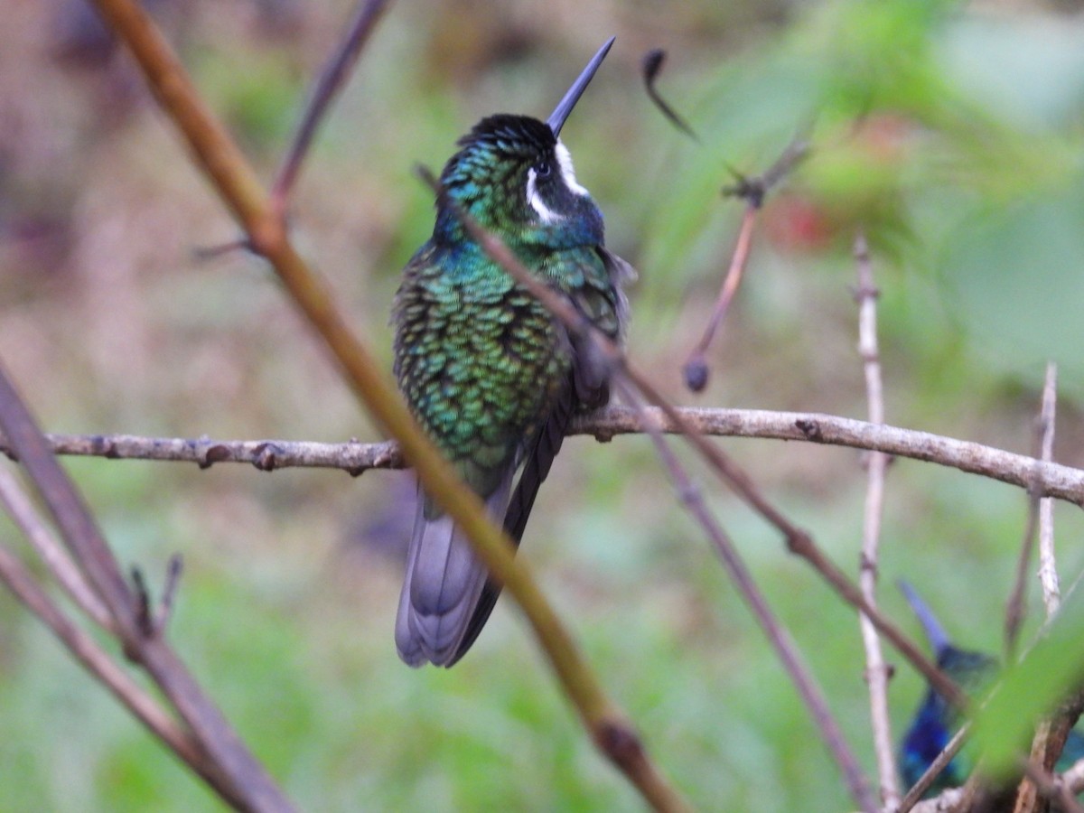 White-throated Mountain-gem - ML638305750