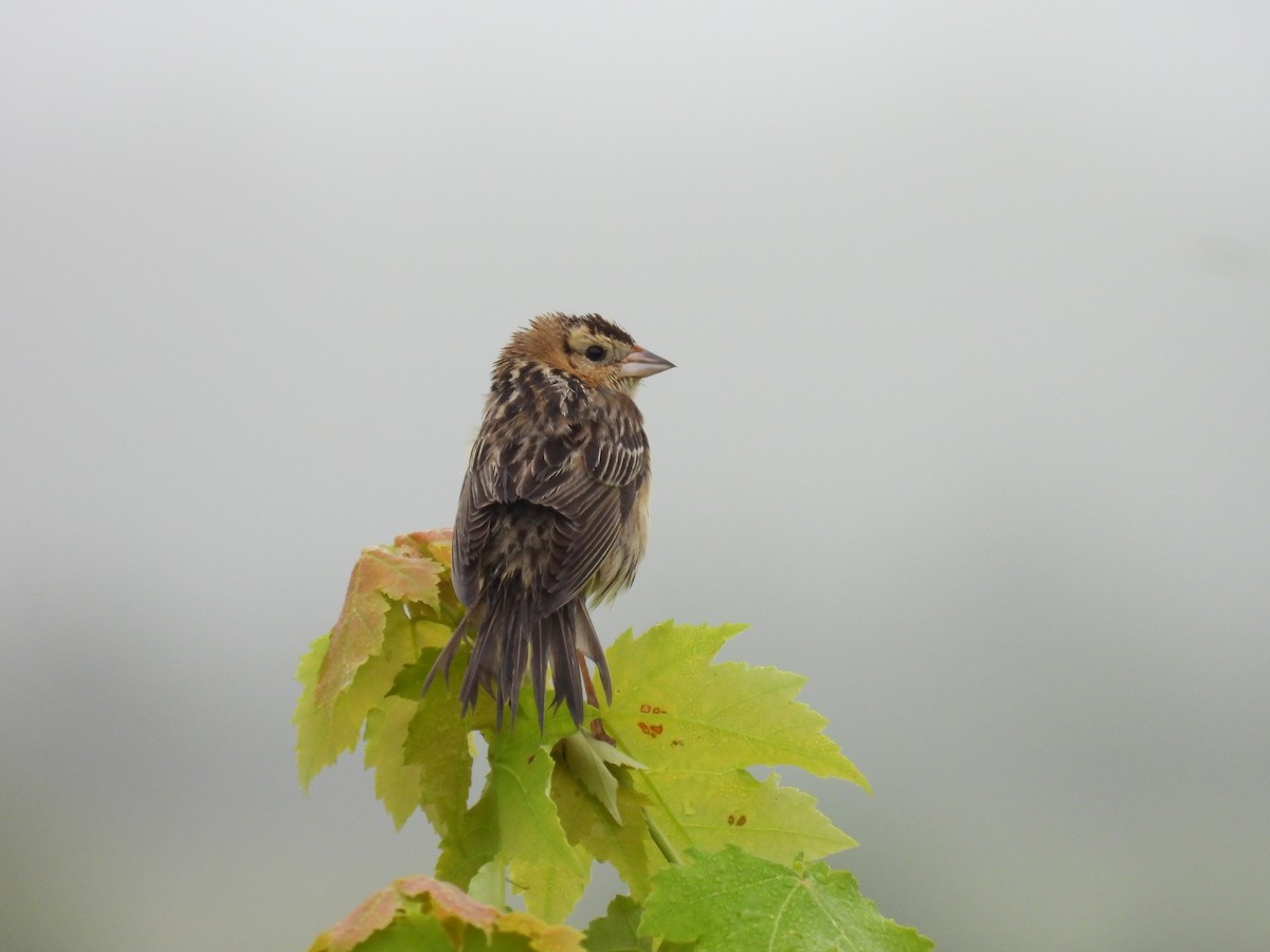 Bobolink - ML638305759
