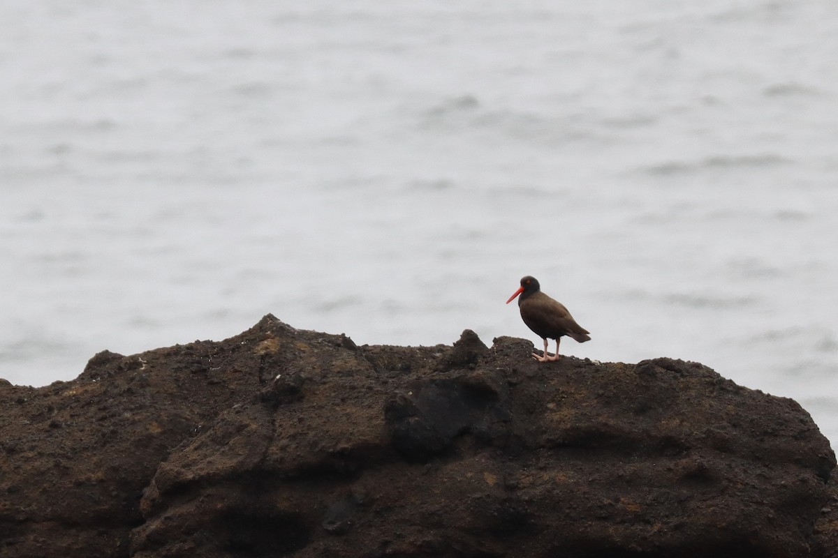 Black Oystercatcher - ML638305761