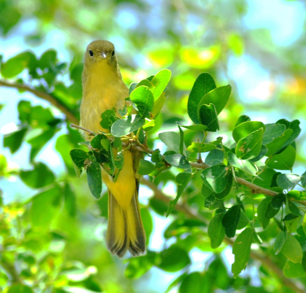Yellow Warbler - ML638305765