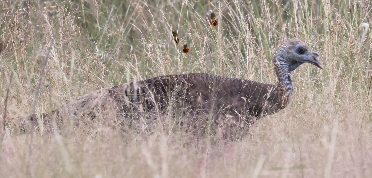 Wild Turkey - ML638305766
