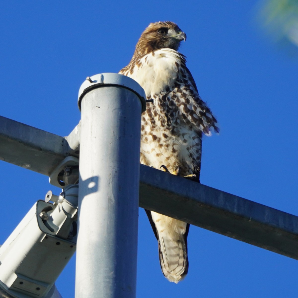 Red-tailed Hawk - ML638305774