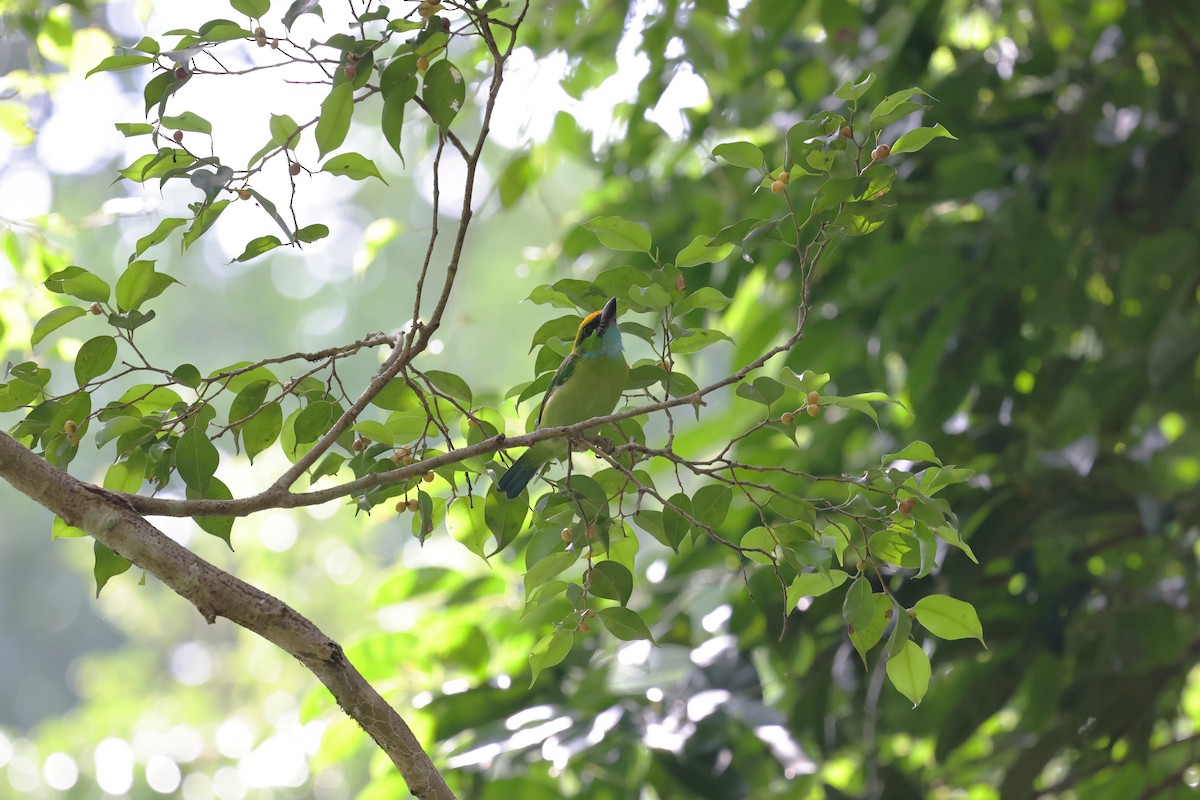 Yellow-crowned Barbet - ML638305776