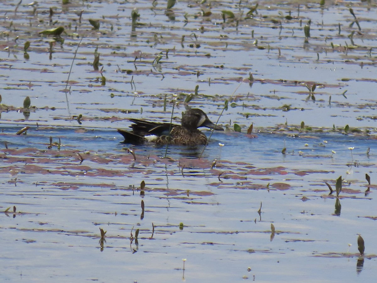 Blue-winged Teal - ML638305783