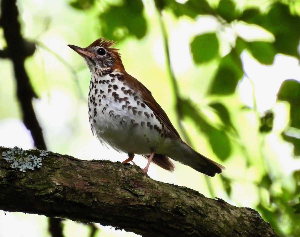 Wood Thrush - ML638305789
