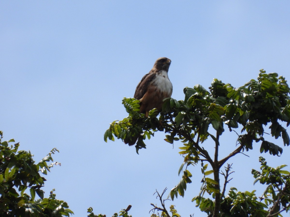 Red-tailed Hawk - ML638305791