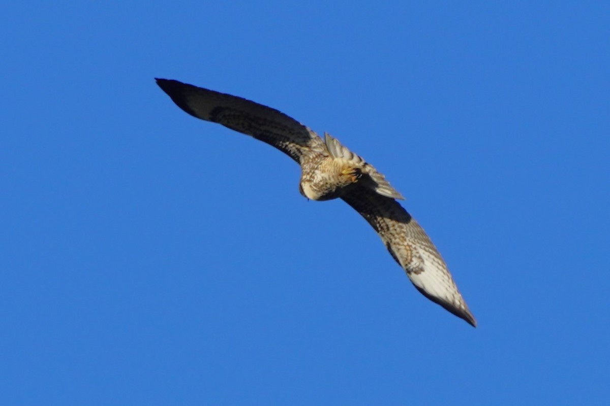 Red-tailed Hawk - ML638305793