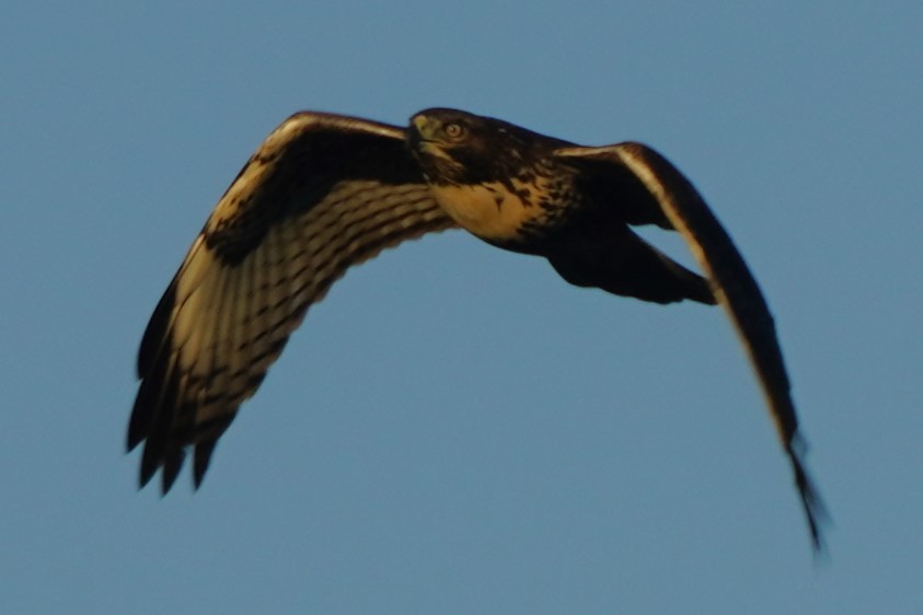 Red-tailed Hawk - ML638305798