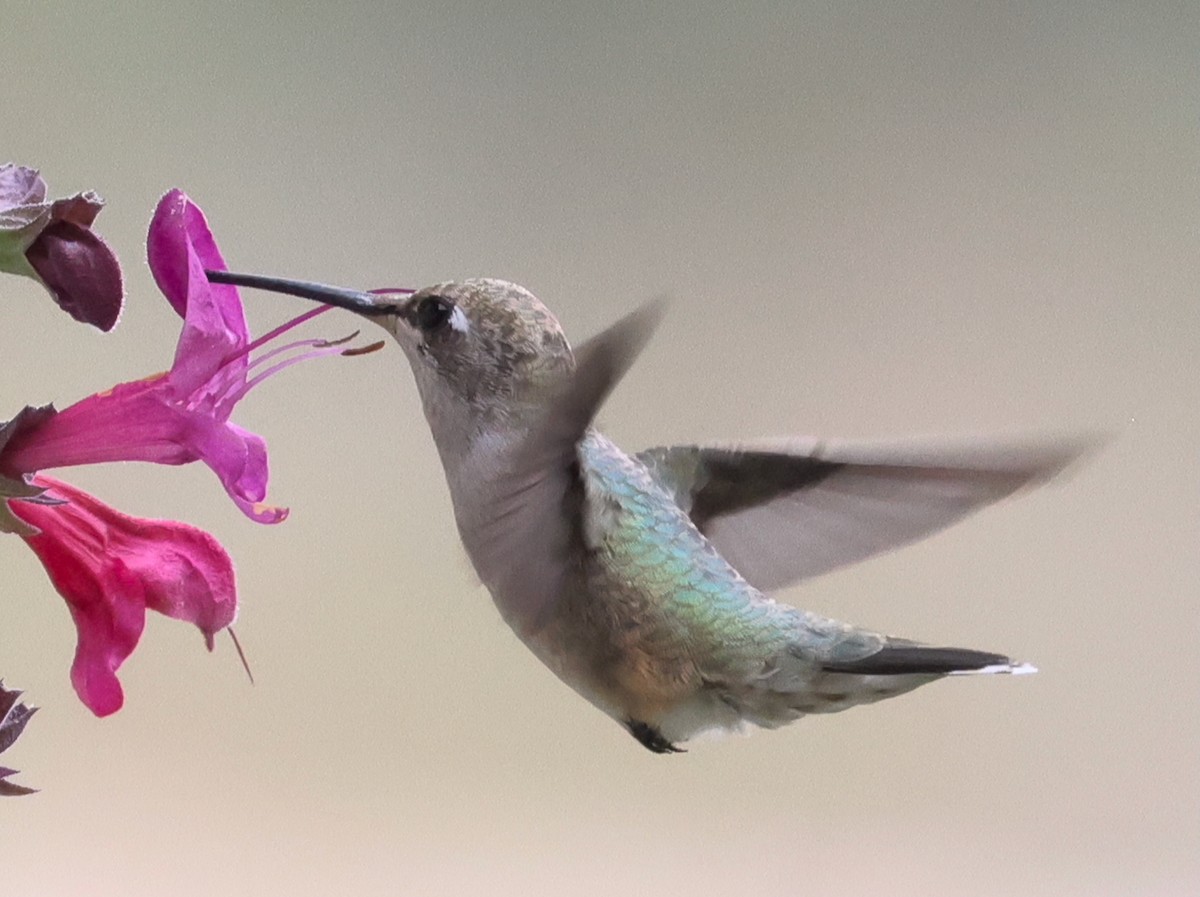 Black-chinned Hummingbird - ML638305800
