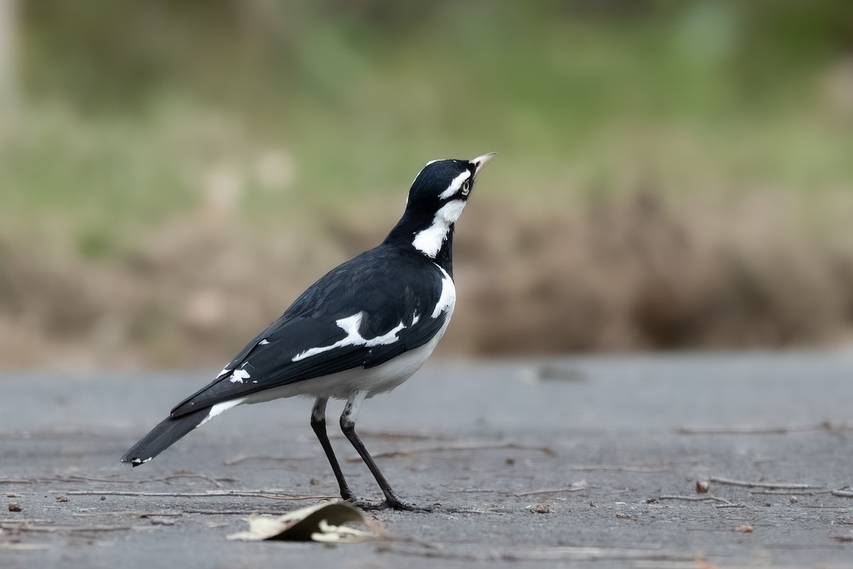 Magpie-lark - ML638305803