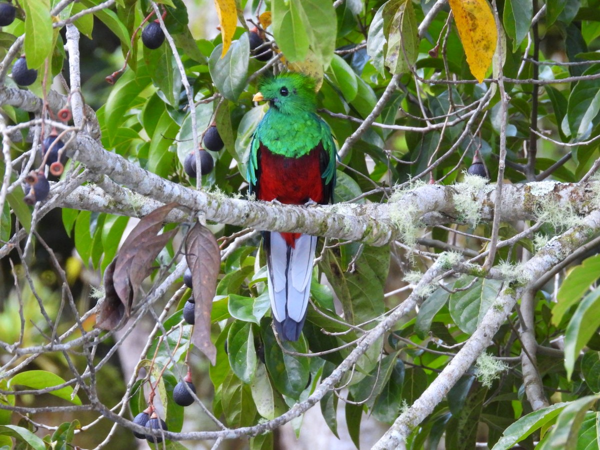 Resplendent Quetzal - ML638305808