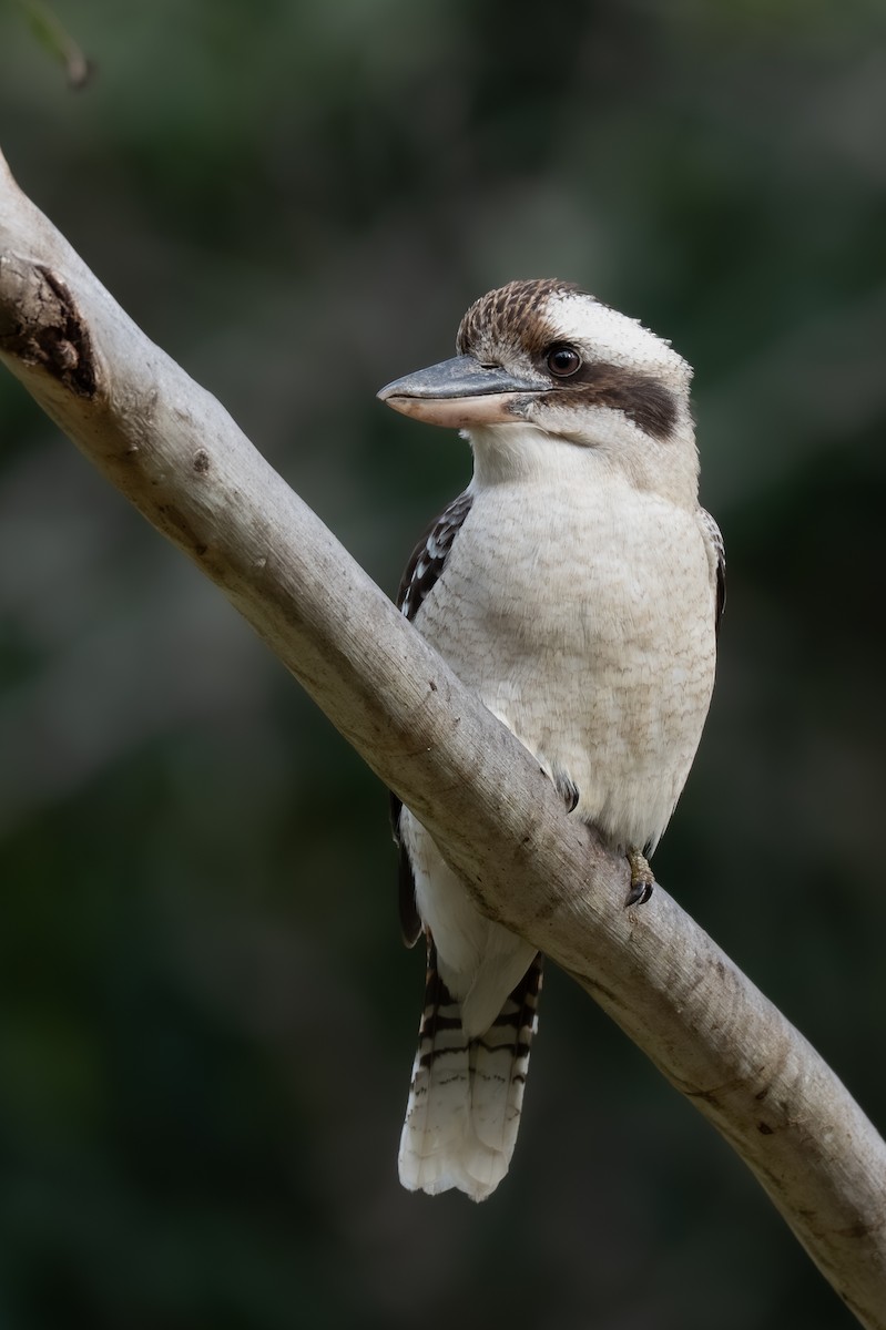 Laughing Kookaburra - ML638305809