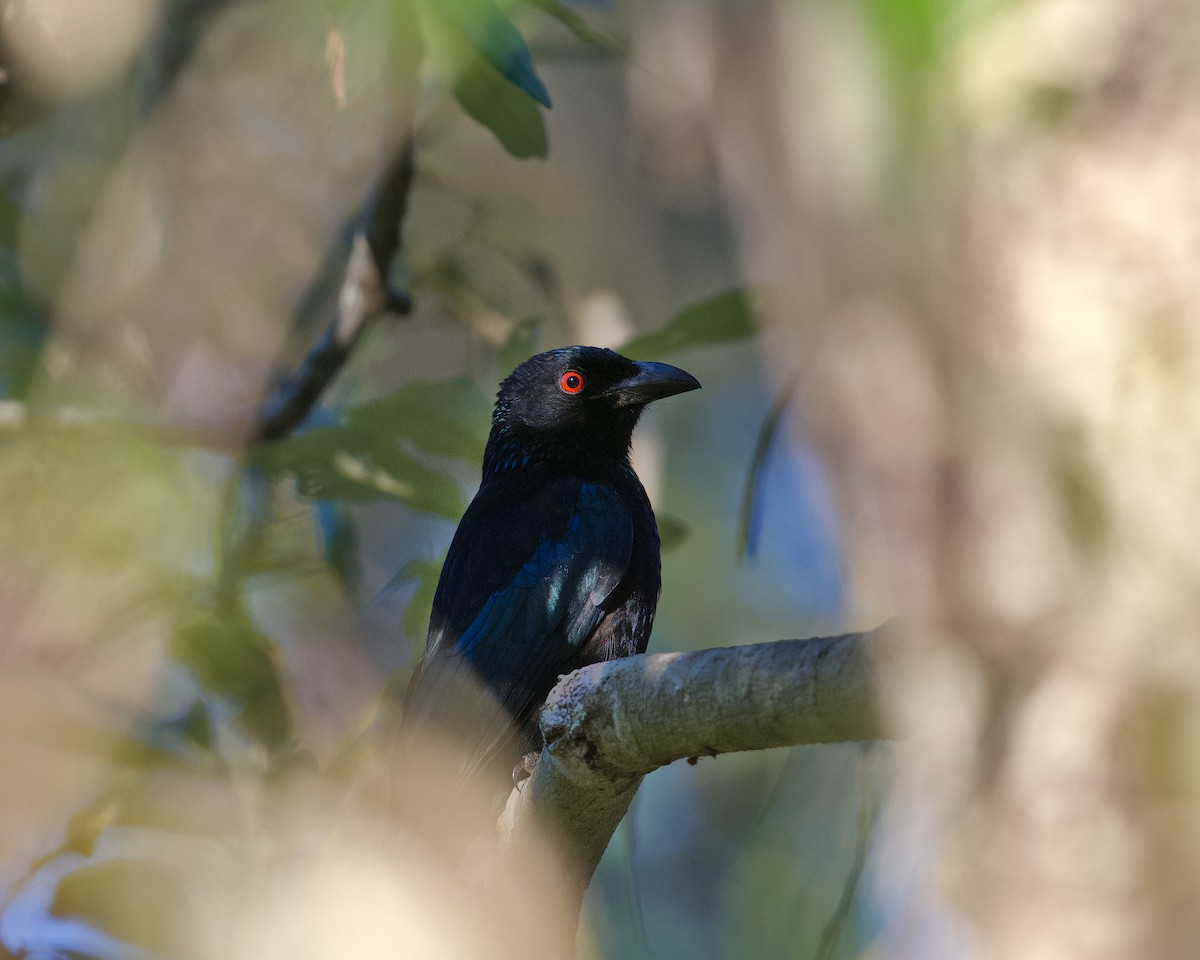 Spangled Drongo - ML638305812