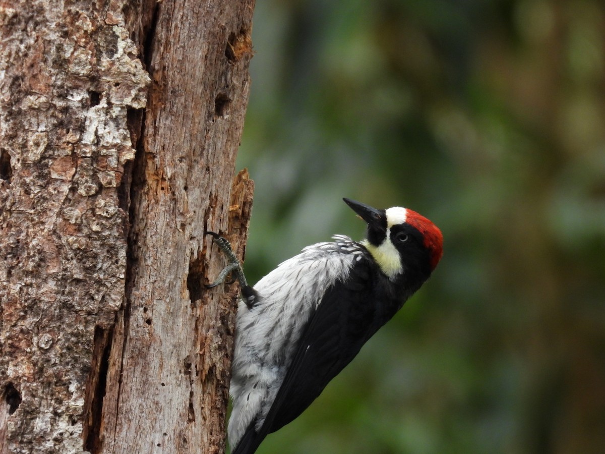Acorn Woodpecker - ML638305813