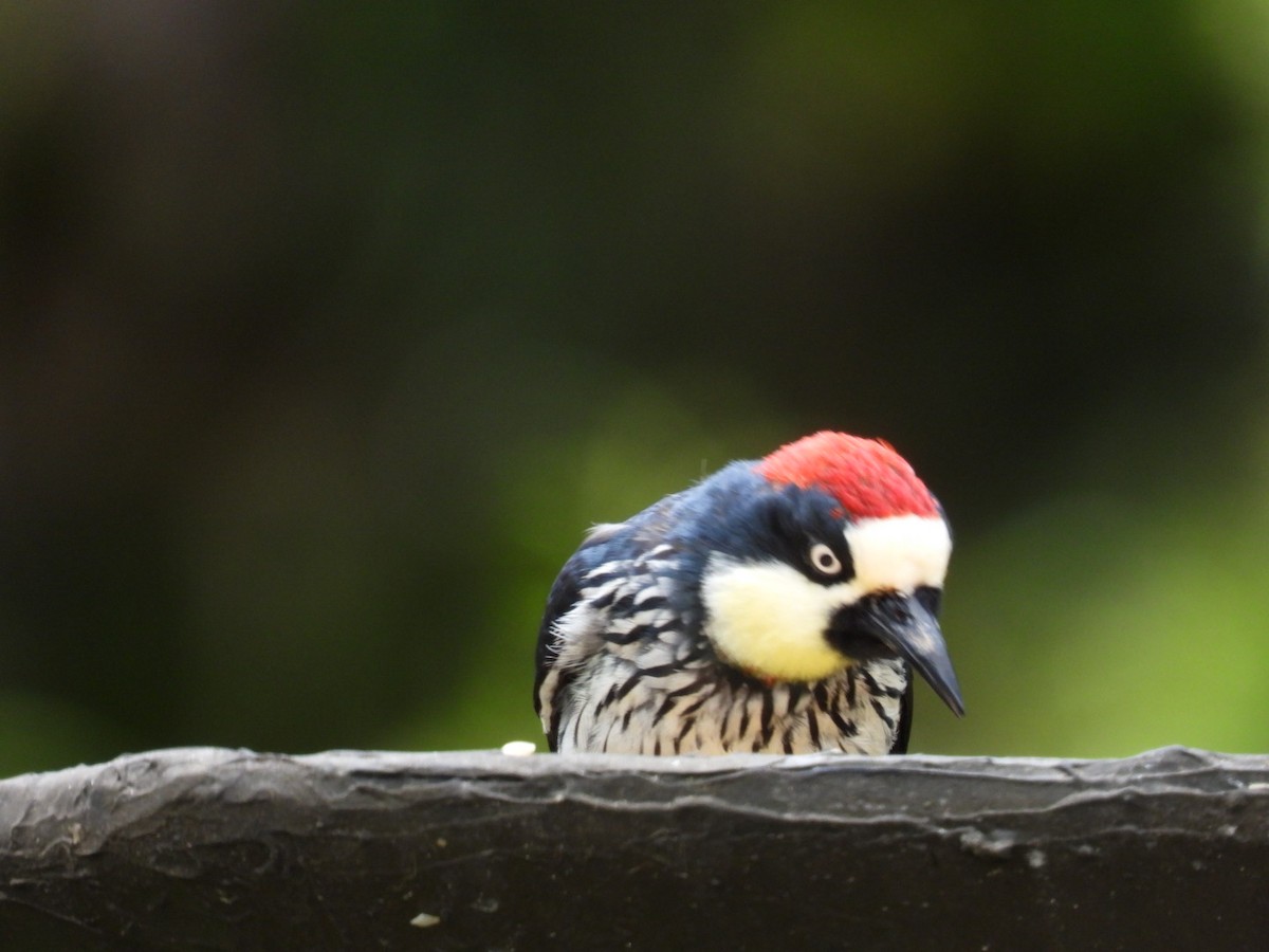 Acorn Woodpecker - ML638305814