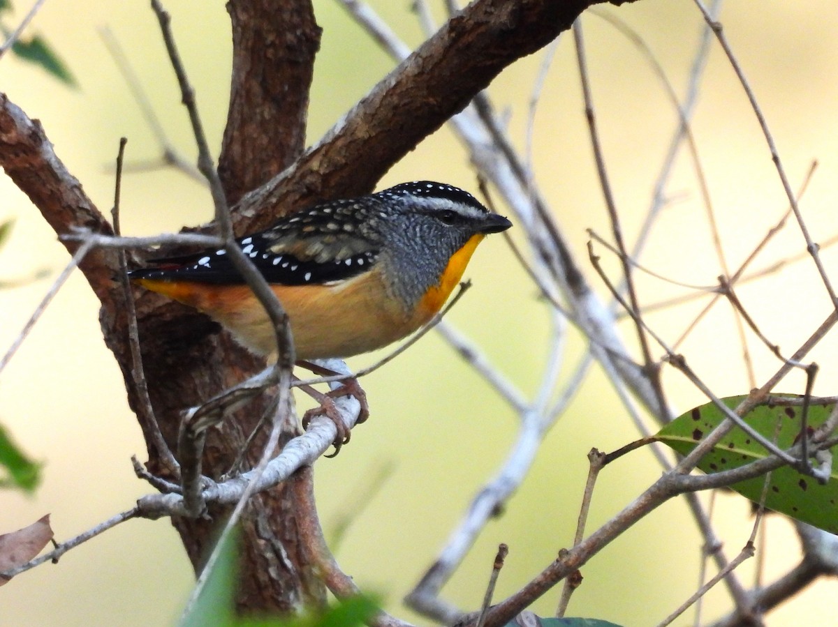 Spotted Pardalote - ML638305815