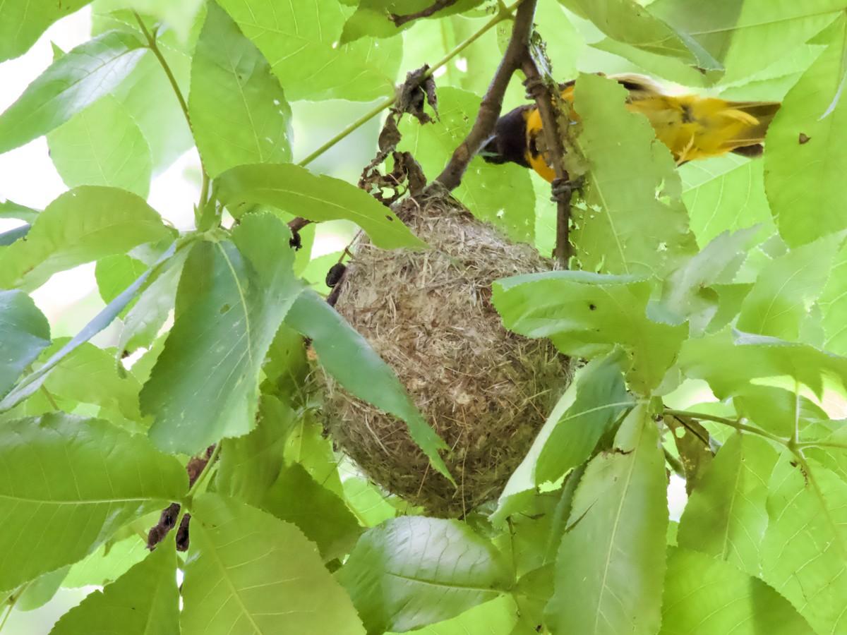 Baltimore Oriole - ML638305816