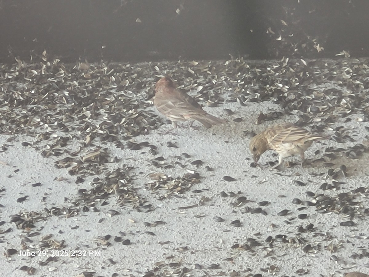 House Finch - ML638305819