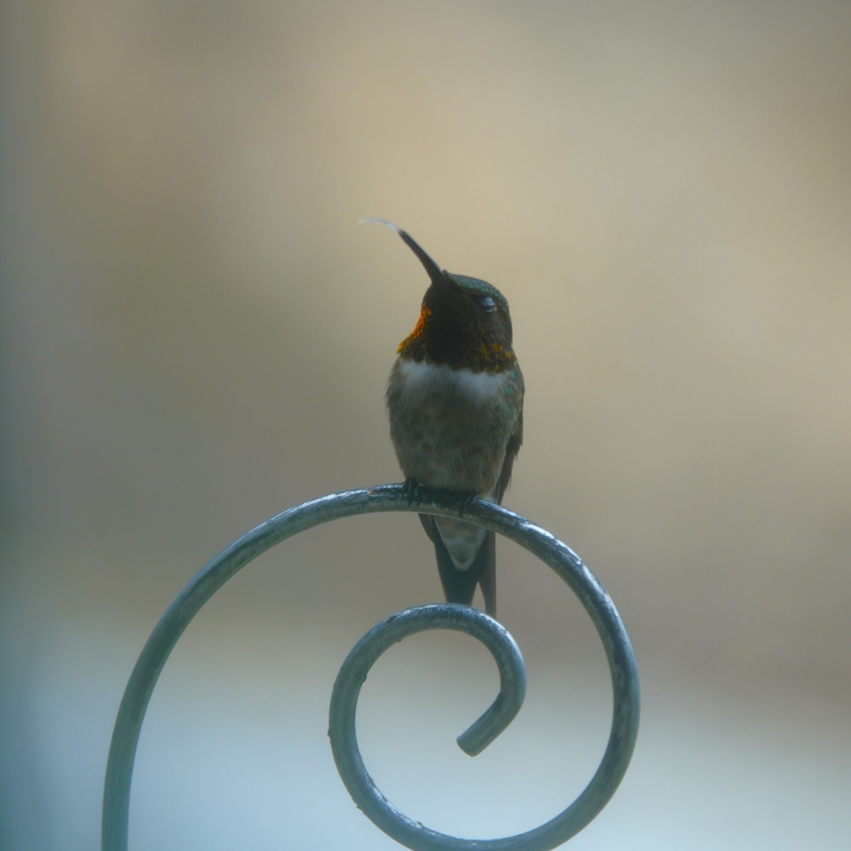 Ruby-throated Hummingbird - ML638305823