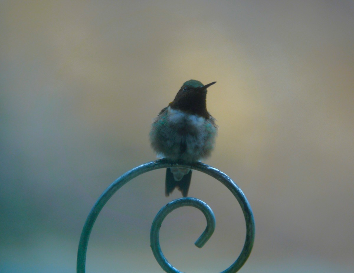 Ruby-throated Hummingbird - ML638305824