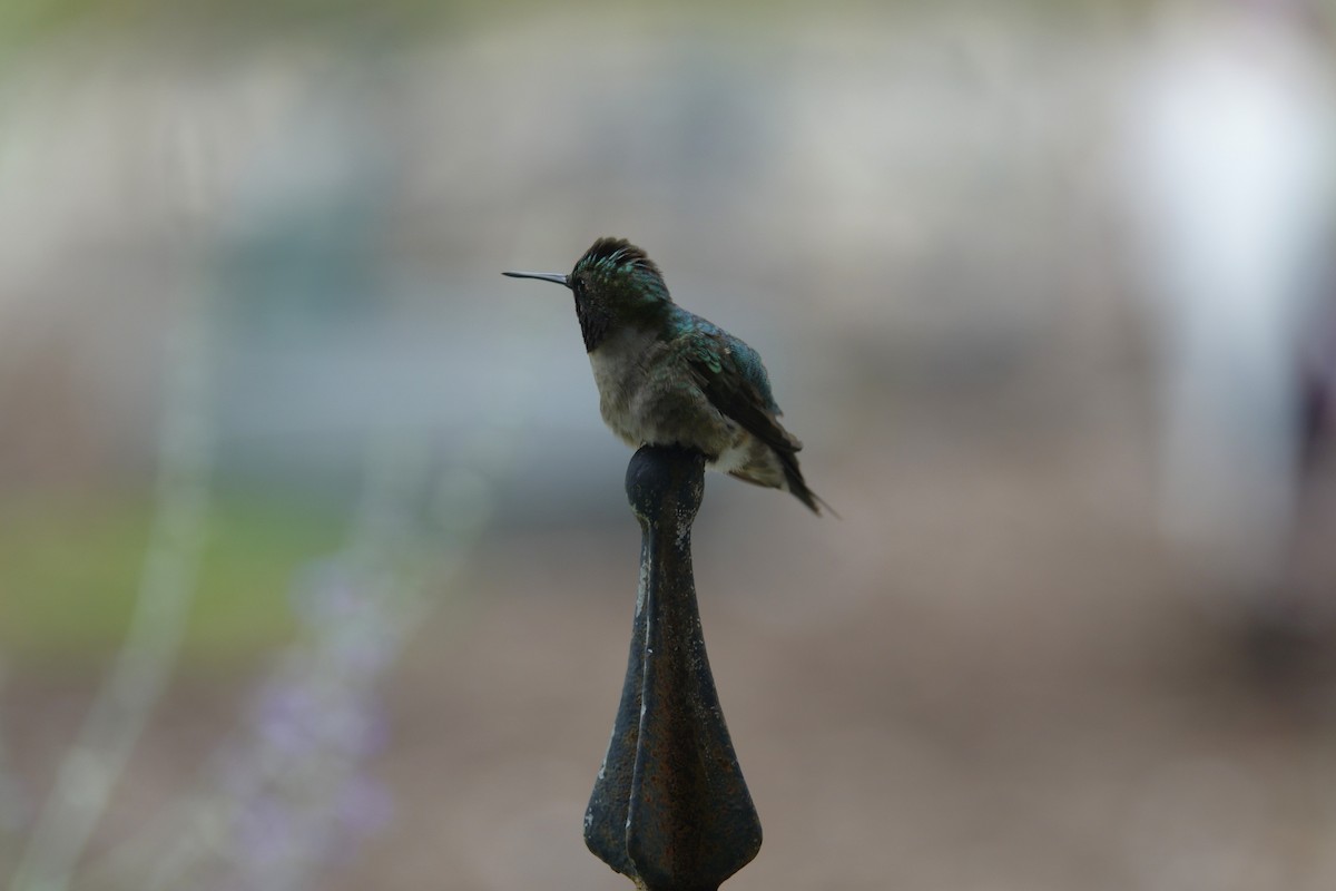 Ruby-throated Hummingbird - ML638305825