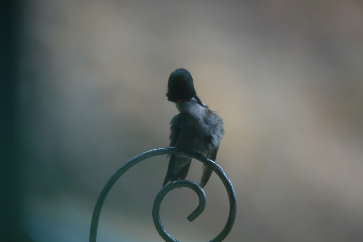 Ruby-throated Hummingbird - ML638305826