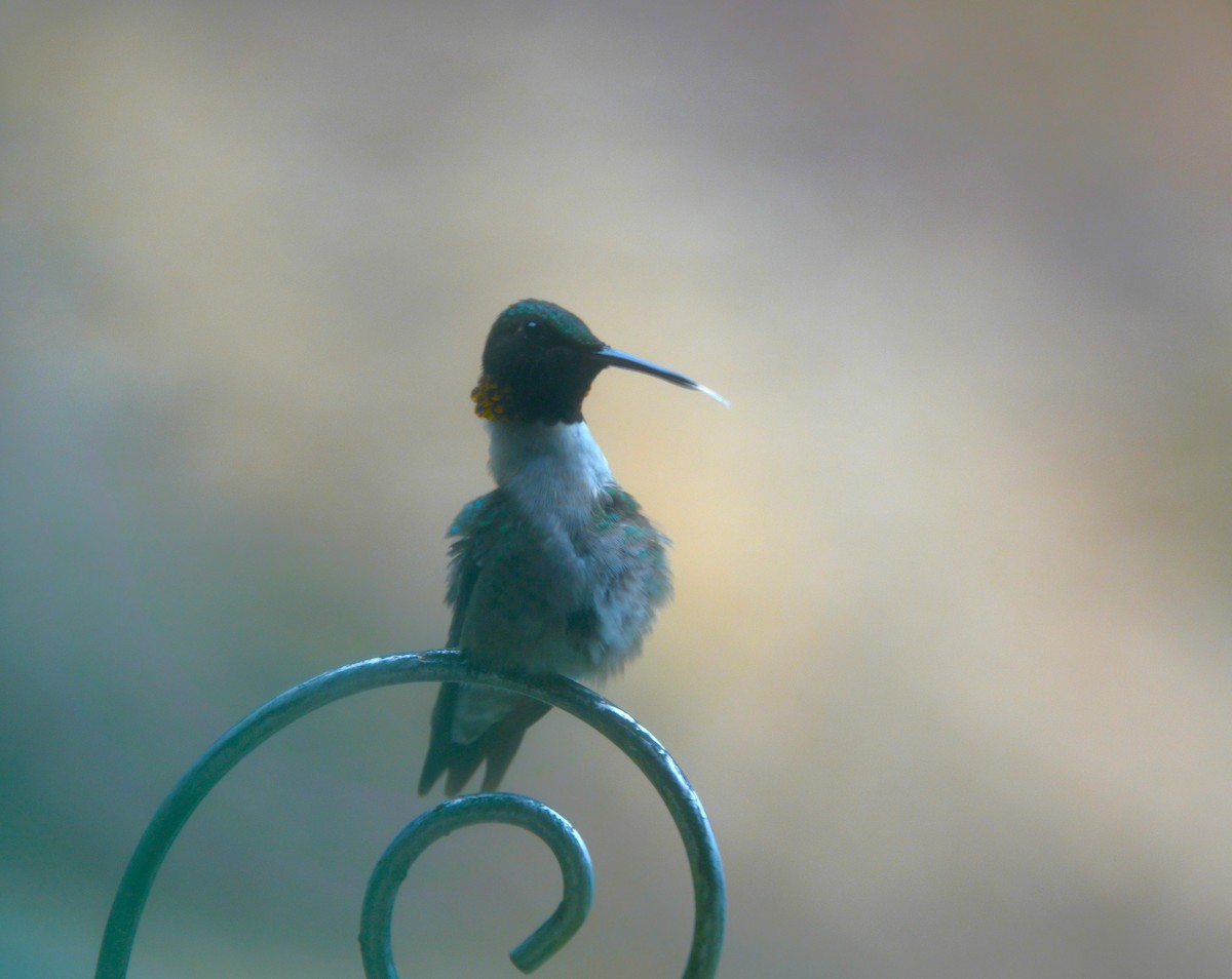 Ruby-throated Hummingbird - ML638305827