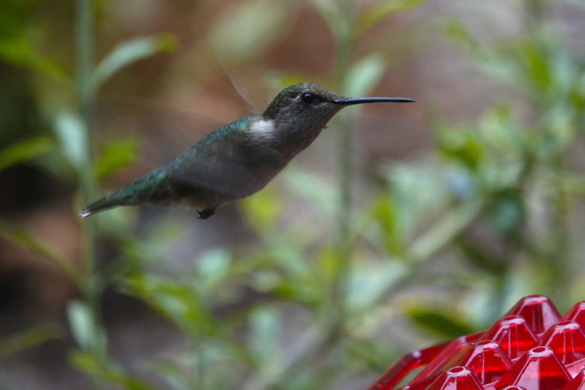 Ruby-throated Hummingbird - ML638305830