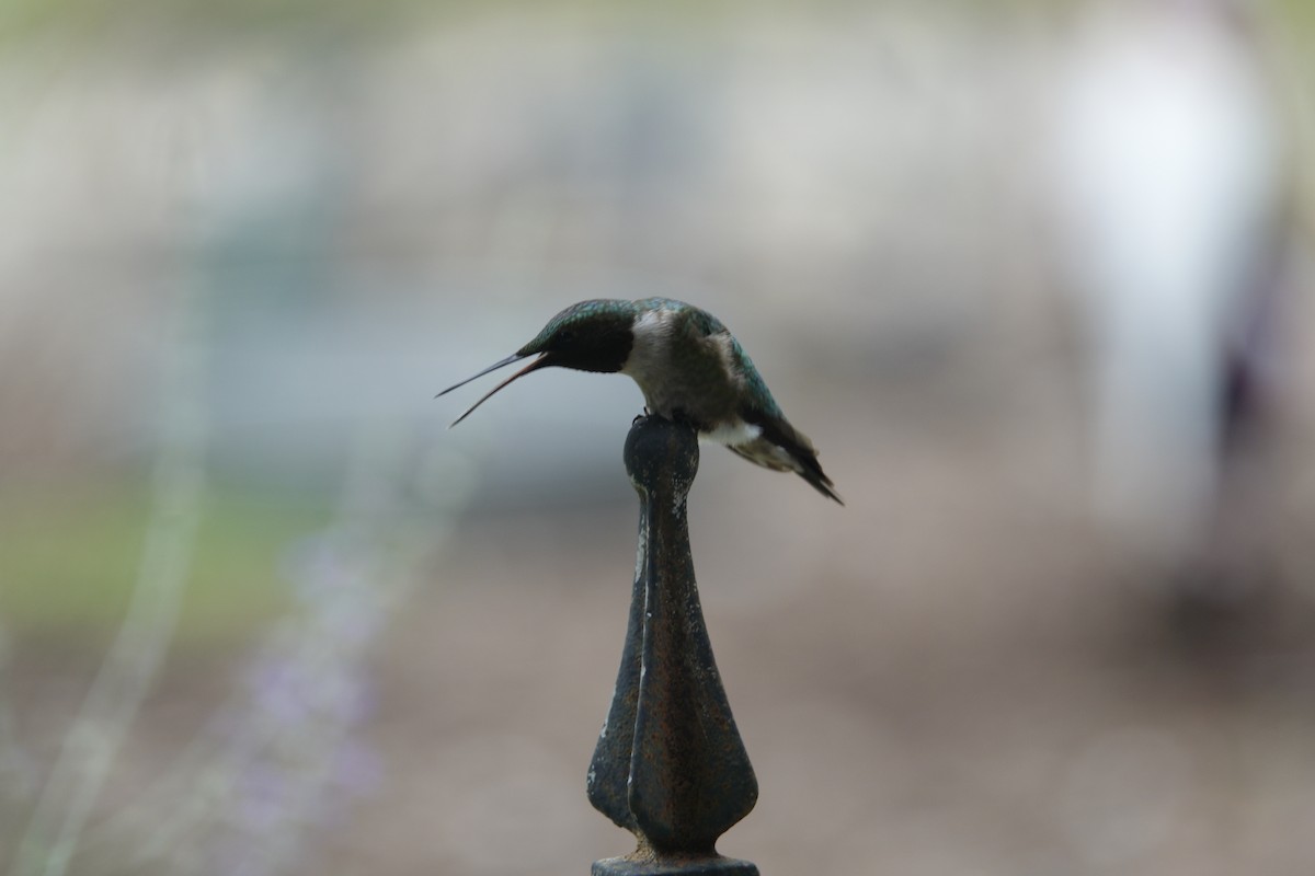 Ruby-throated Hummingbird - ML638305831
